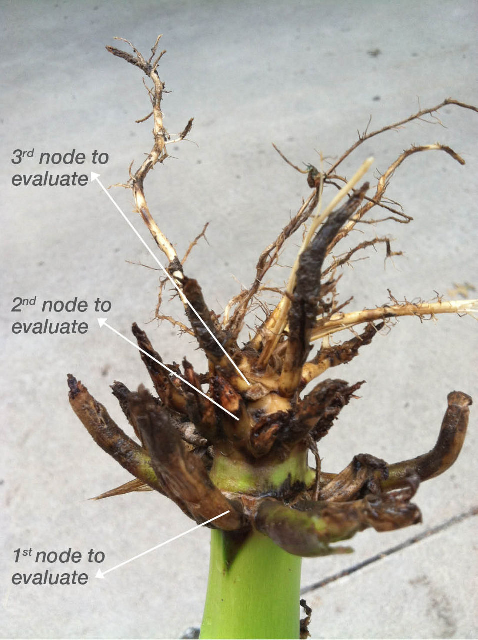 The three nodes used for evaluation of CRW damage